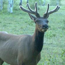 Bull elk_thumb.jpg